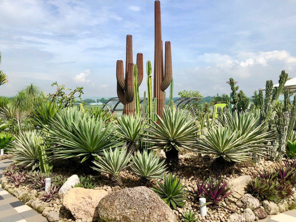 Cactus Garden in the Singapore Airport | Things to do in the Singapore Airport