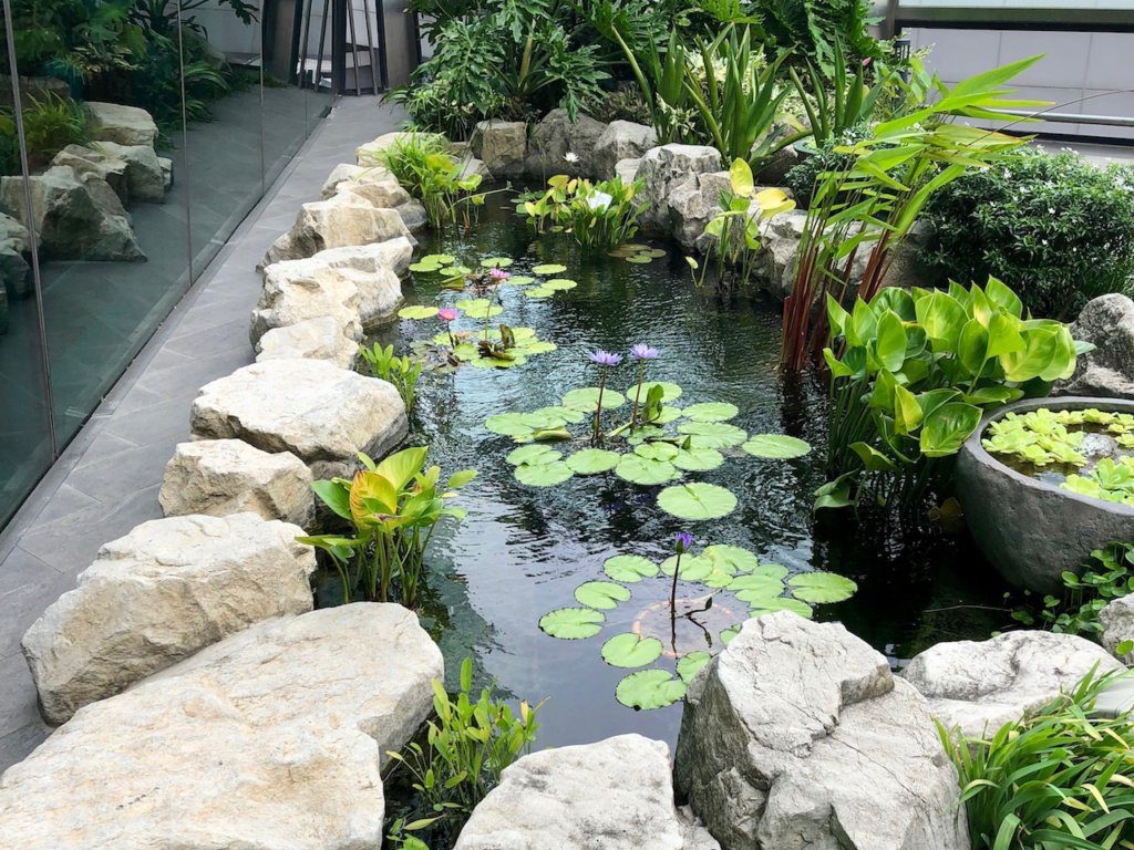 Water Lily Garden in the Singapore Airport | Things to do in the Singapore Airport
