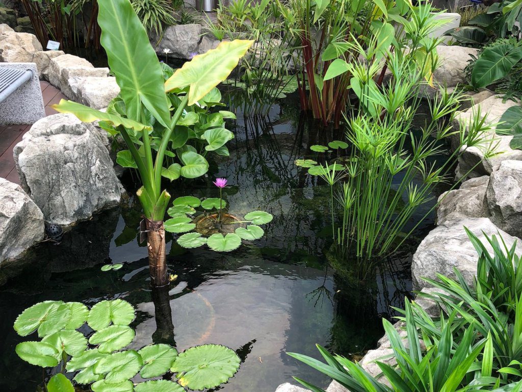 Water Lily Garden in the Singapore Airport | Things to do in the Singapore Airport