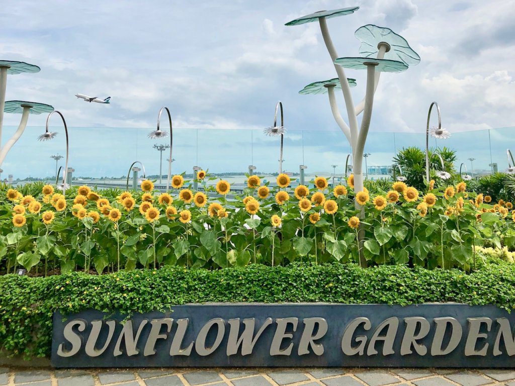 Sunflower Garden in the Singapore Airport | Things to do in the Singapore Airport | Singapore Airport Long Layover