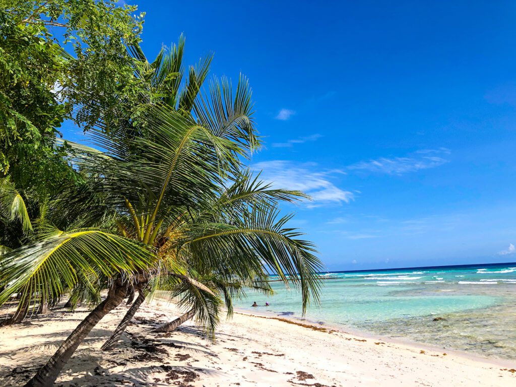 palmtrees and tide pools at drill hall beach, where to stay in barbados on the south coast