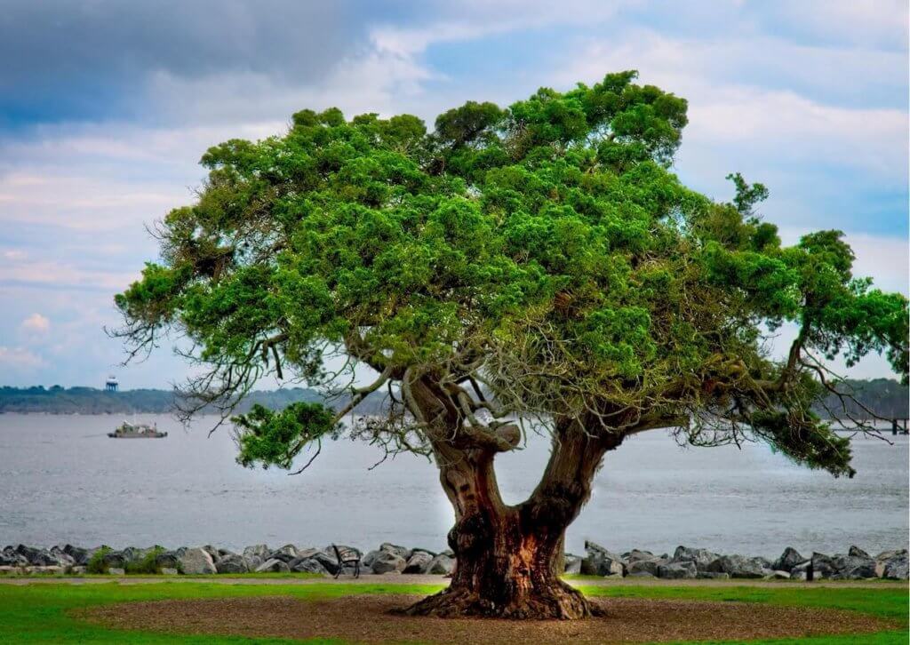 Tree on the waterfront St. Simons Island GA