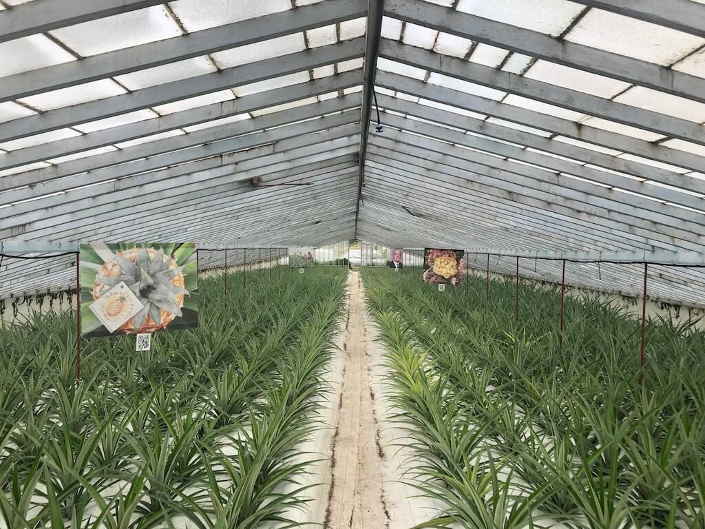 pineapple plantation in sao miguel azores