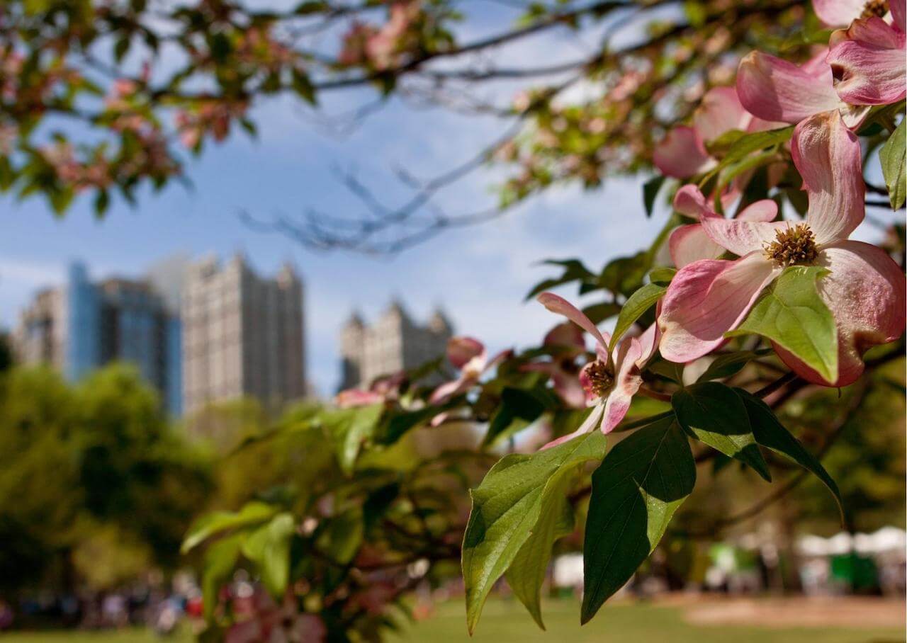 Pink flowers in Piedmont Park Atlanta with the city skyline in the background, image via depositphotos